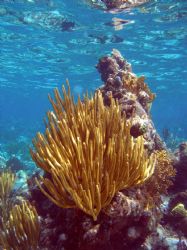reef shot- Grand Cayman- Olympus SP-350 by Andrew Kubica 
